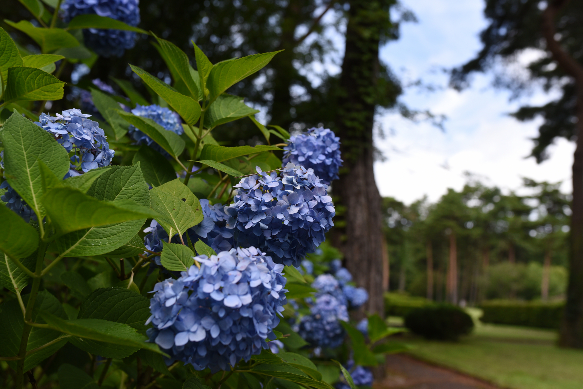 西欧式庭園内の紫陽花