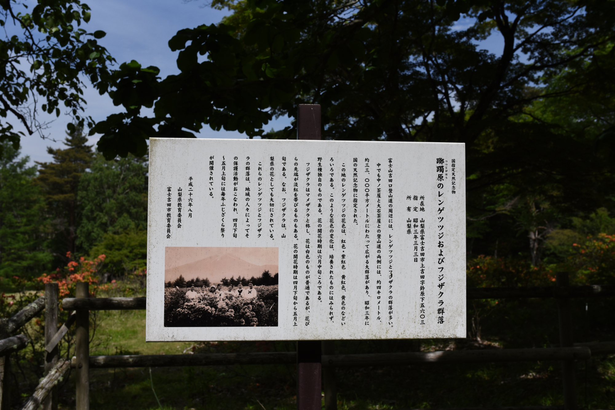 レンゲツツジとフジザクラの群落についての案内板