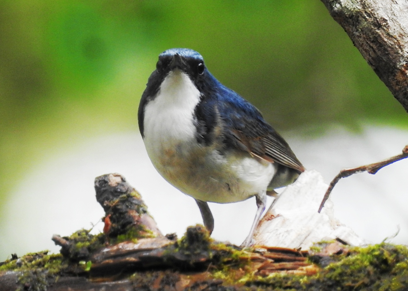 大文司屋でみられる野鳥「コルリ」