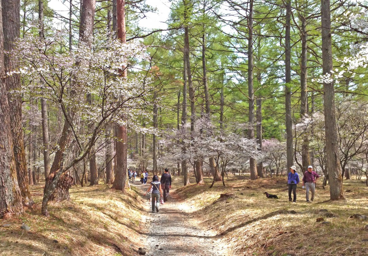 ふじざくら祭り