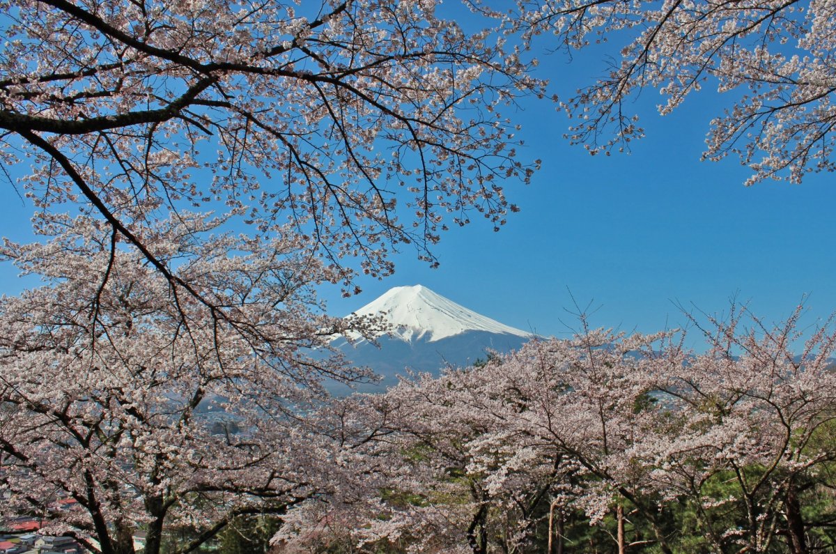 Fujimi Kotoku Koen Park｜What to see-and-do｜Visit
