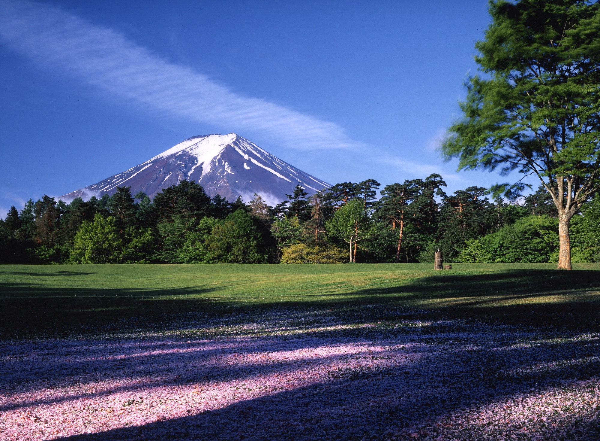 木々の上に顔を出す富士山は大迫力