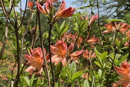 大石茶屋のレンゲツツジが見頃を迎えております