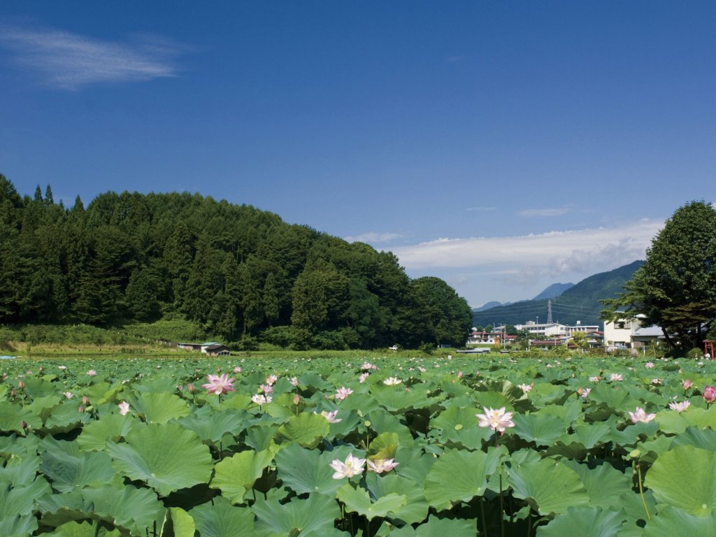 明見湖（はす池）   