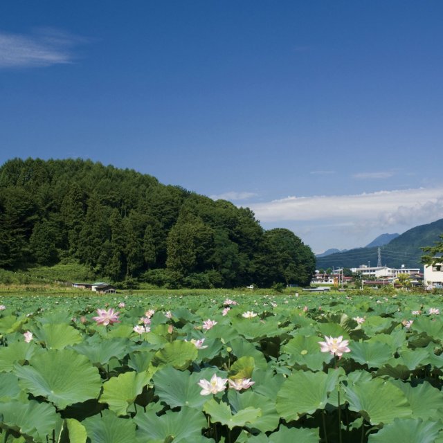 Asumiko Koen Park (Hasuike Lotus Pond)