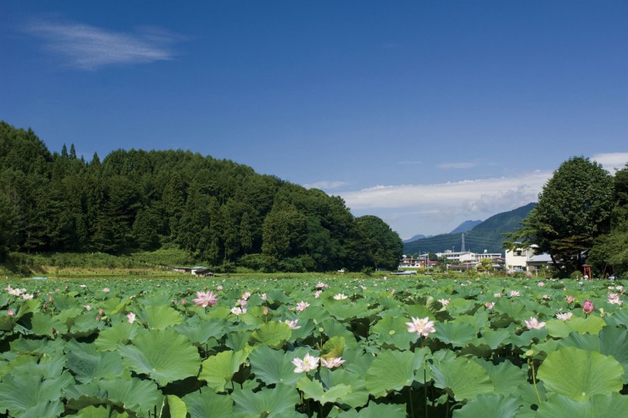 湖には薄ピンク色の花が咲き誇る