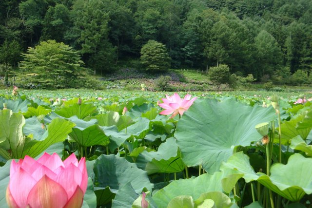 明見湖（はす池）   