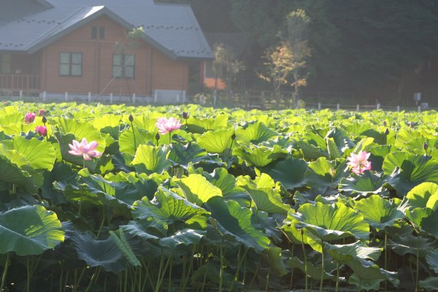 明見湖（はす池）   