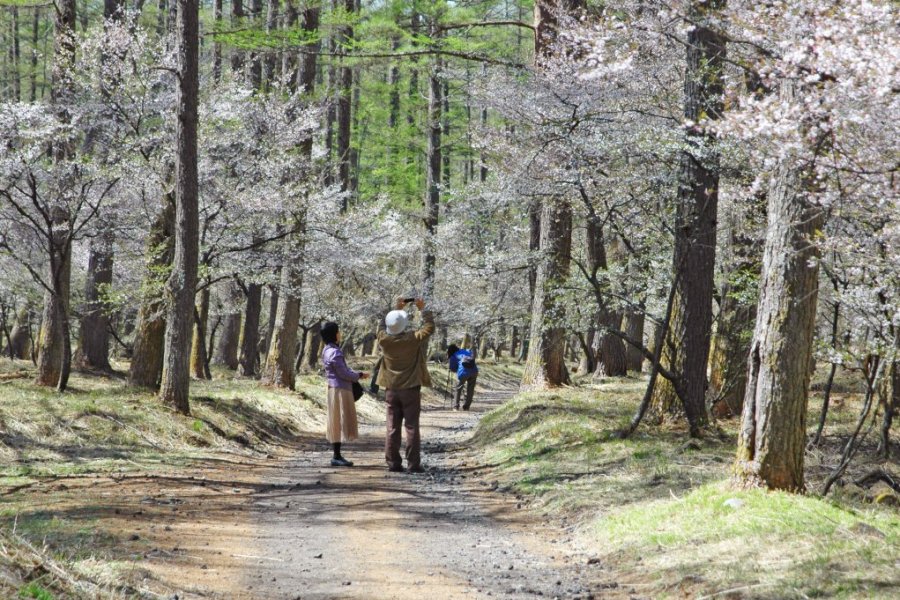 4月下旬からが見頃