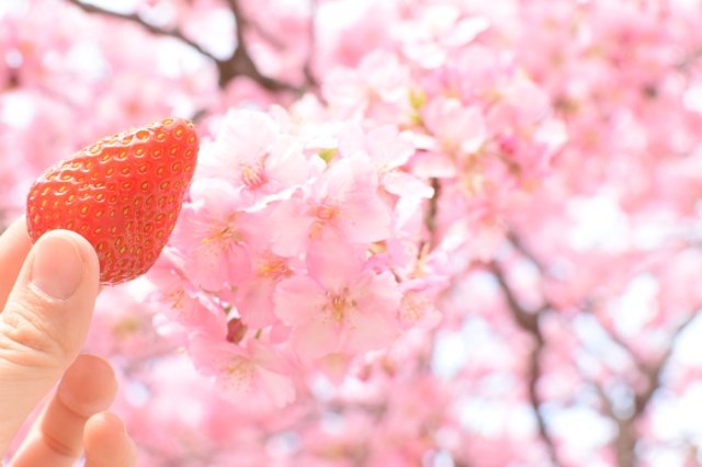 半日で満喫！富士吉田のいちごスイーツ＆お花見穴場スポット散策コース