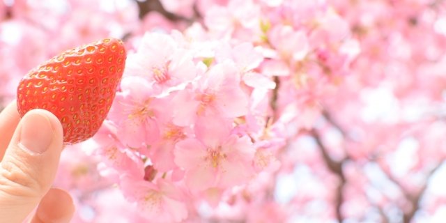 半日で満喫！富士吉田のいちごスイーツ＆お花見穴場スポット散策コース