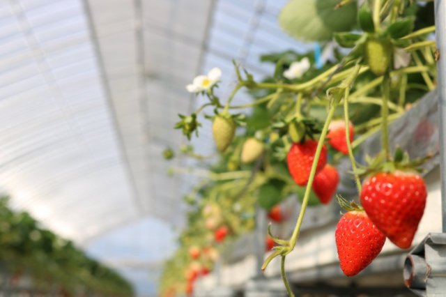 【直売所】富士山アグリファーム