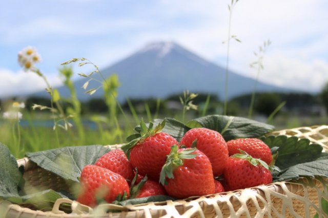 【直売所】富士山アグリファーム