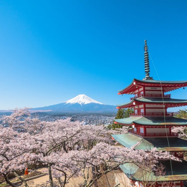 第10回　新倉山浅間公園　桜まつり