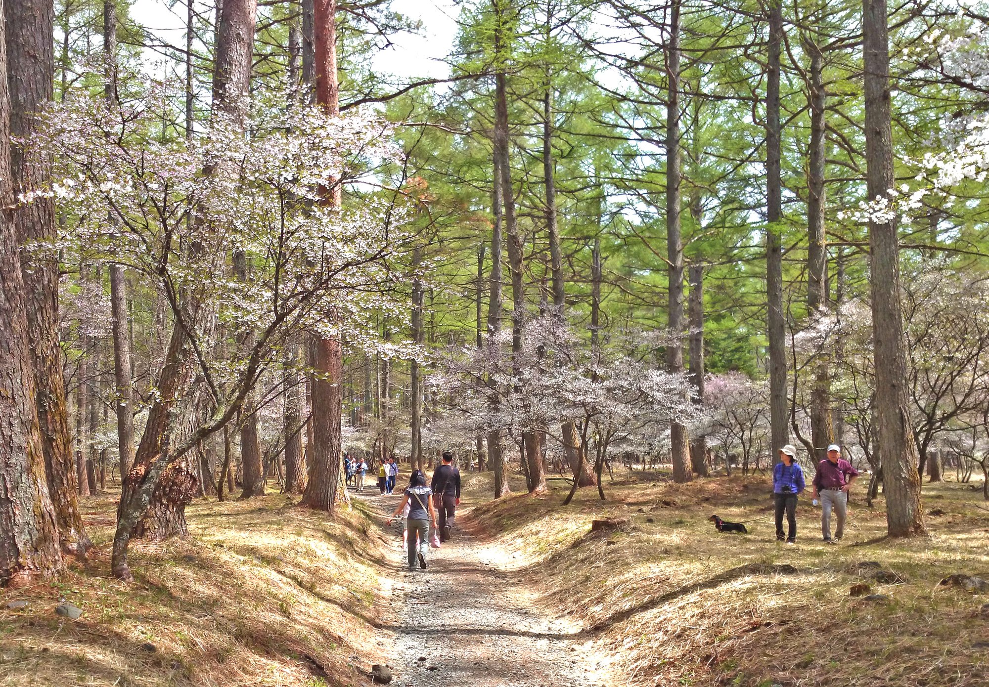 ふじざくら祭り（2026年4月17日～4月29日）