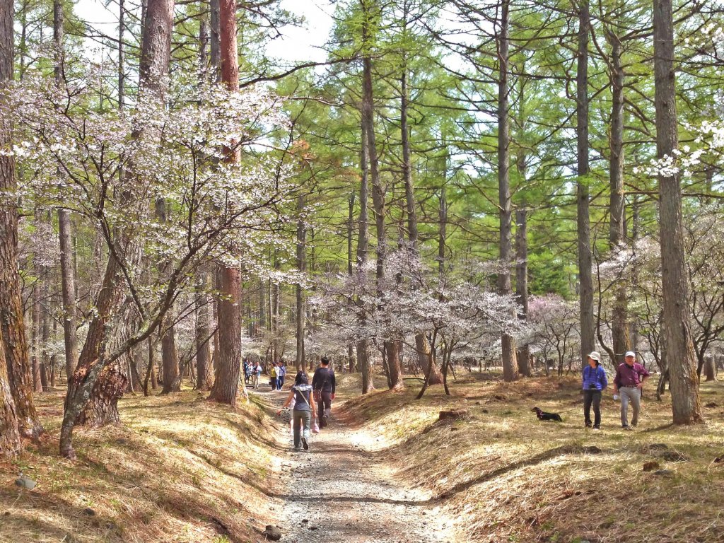 ふじざくら祭り（2025年4月18日～4月29日）