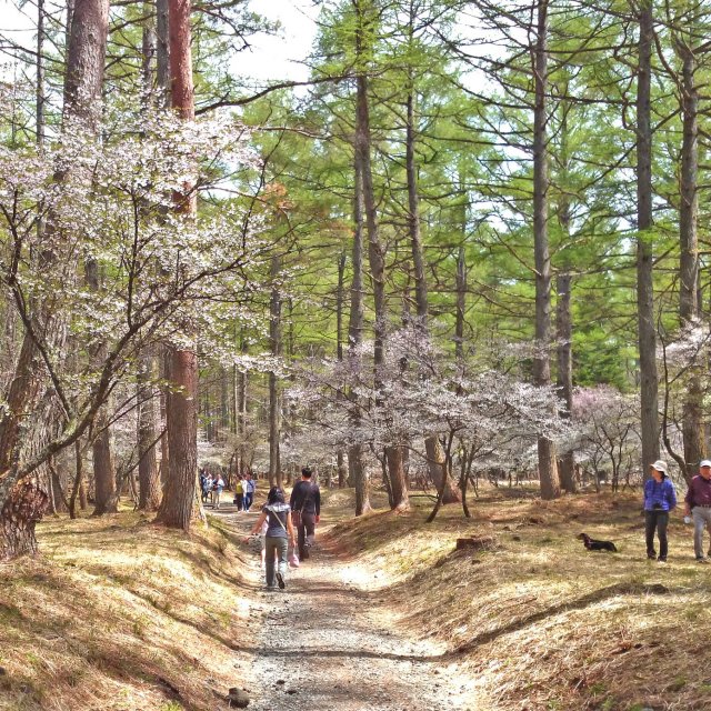 ふじざくら祭り（2025年4月18日～4月29日）