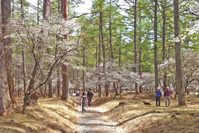 【終了しました】ふじざくら祭り（2024年4月17日～4月29日）