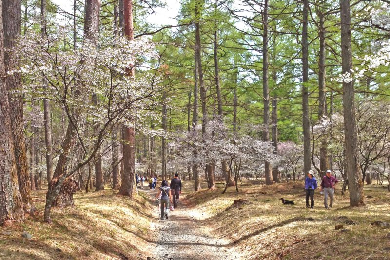 21年開催 ふじざくら祭り 21年4月19日 5月2日 富士吉田のイベント 公式 富士吉田市観光ガイド