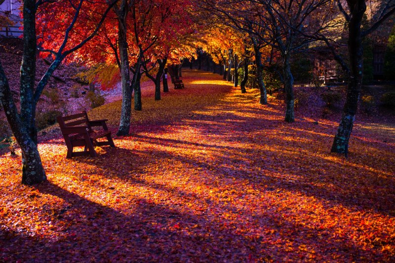 ＿晩秋には紅葉の絨毯ができます