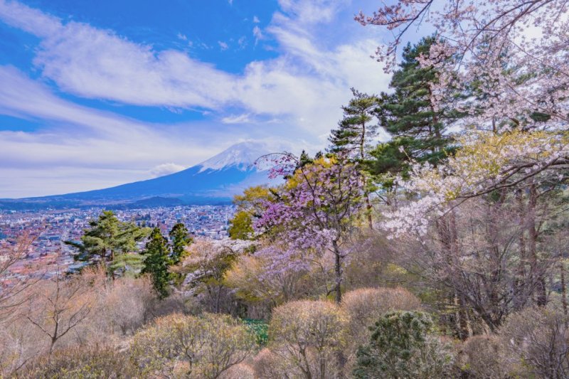 ＿春には桜と富士山が美しい光景を織りなす