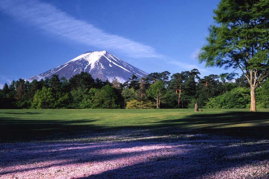 木々の上に顔を出す富士山は大迫力