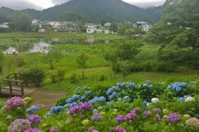明見湖（はす池）   