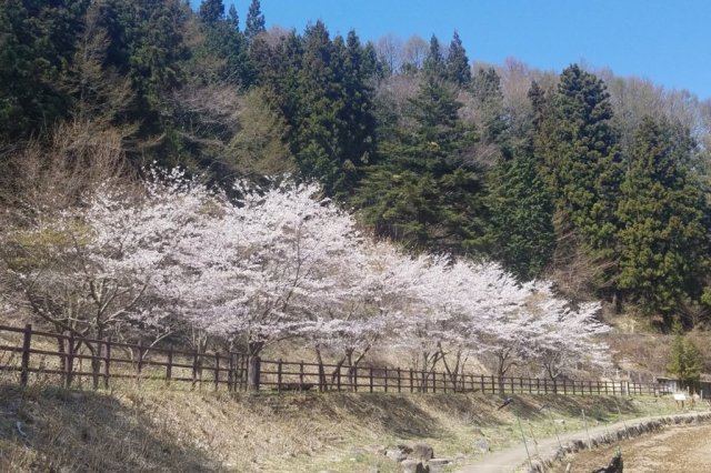 明見湖（はす池）   