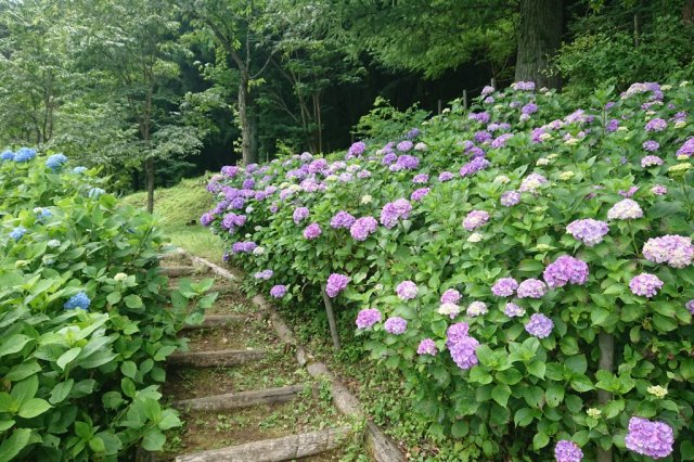 明見湖（はす池）   