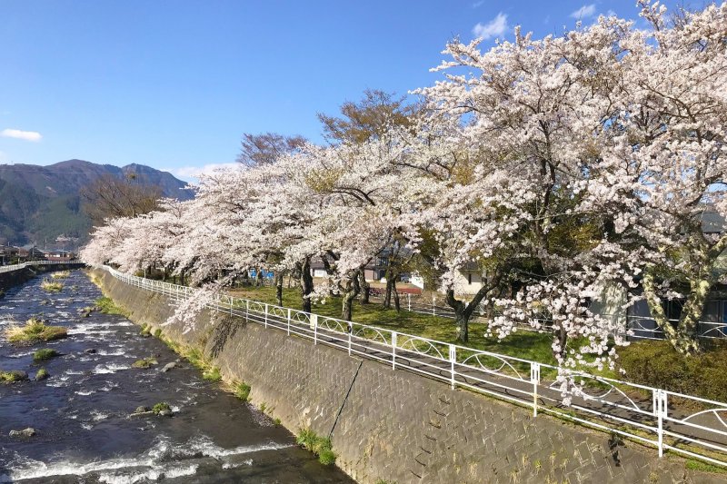 桜が咲き誇る公園はとても心地よい