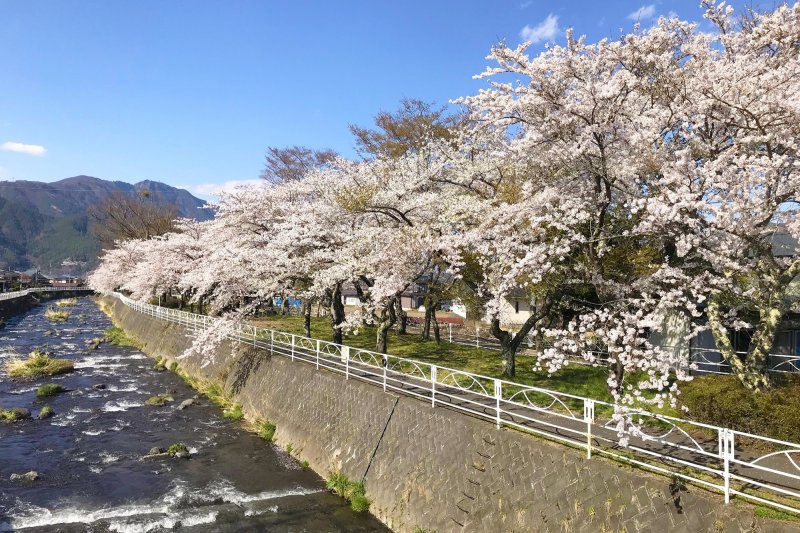 桜が咲き誇る公園はとても心地よい