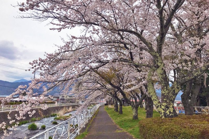 桂川河川公園｜體驗活動與觀光景點｜富士吉田官方旅行導覽