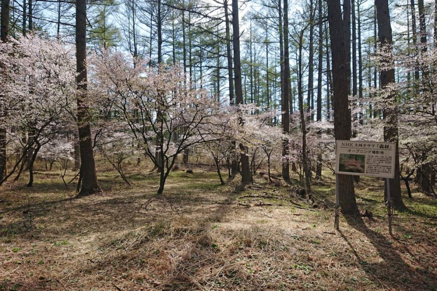 年中止 ふじざくら祭り 富士吉田のイベント 公式 富士吉田市観光ガイド