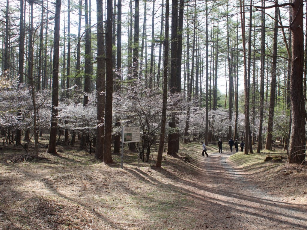 富士櫻祭