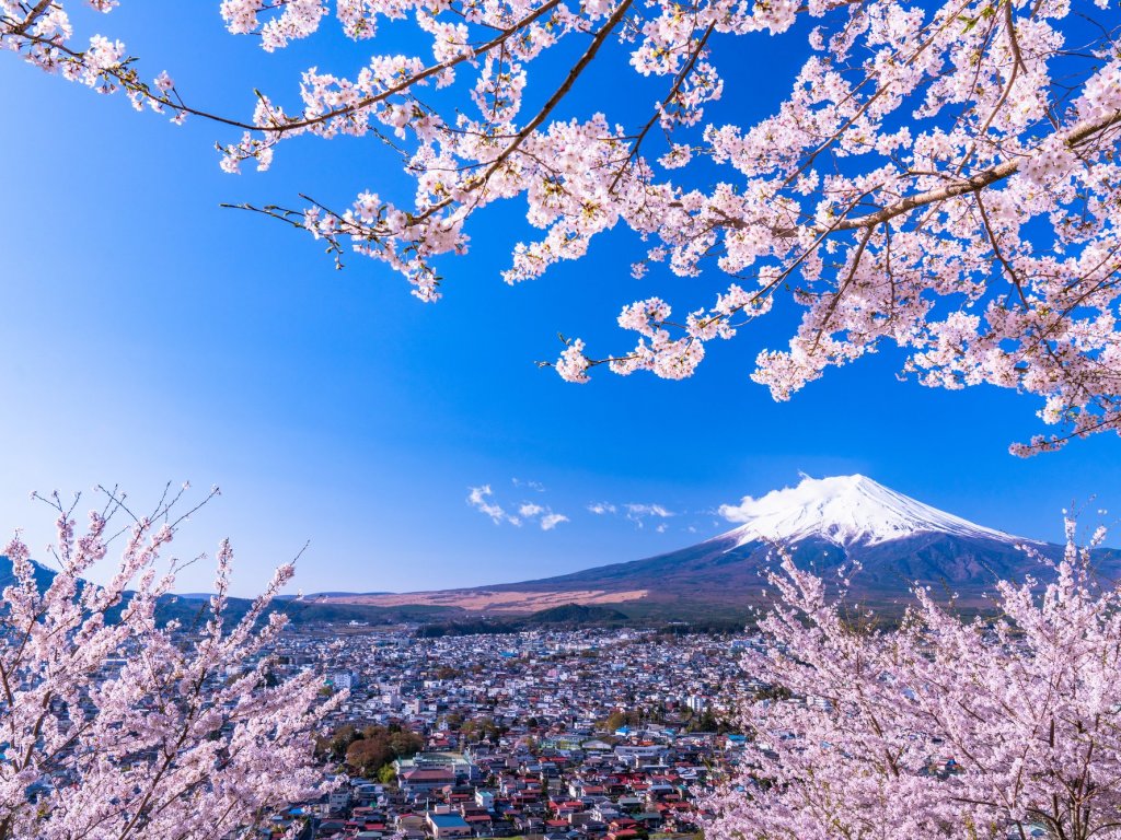 桜を楽しむモデルコース