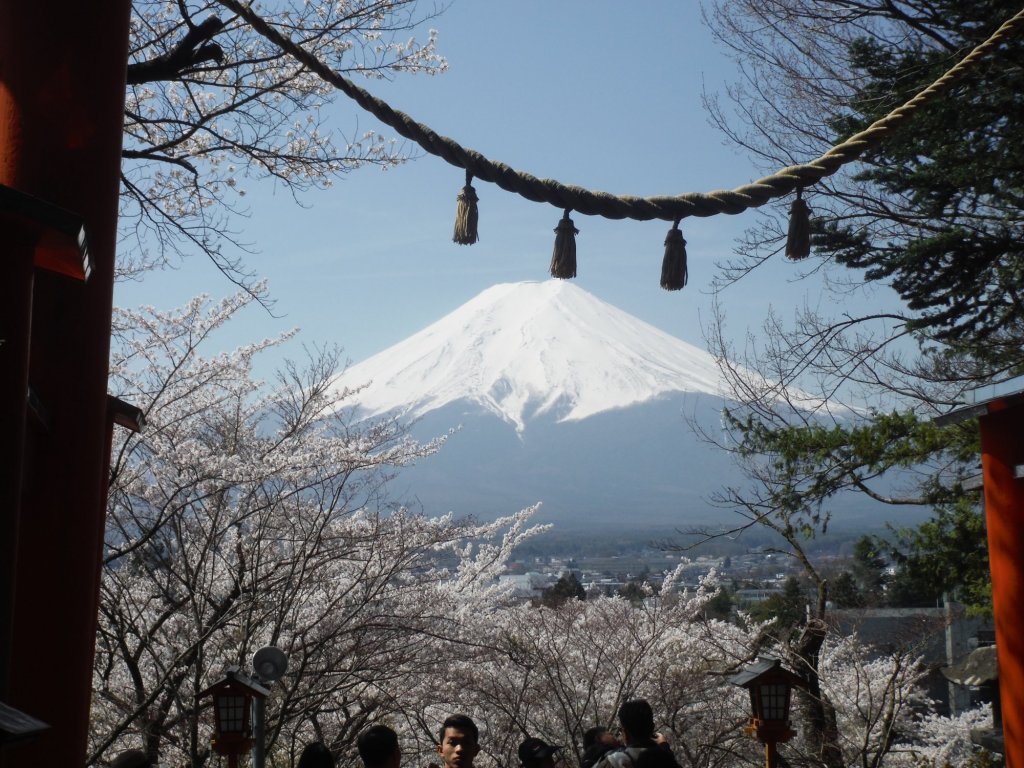 Voracious Course to See the Cherry Blossoms in Fujiyoshida