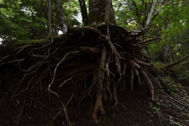 登山道の風景2