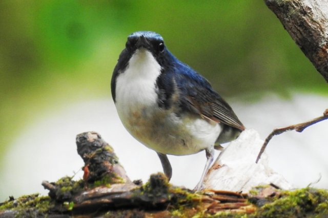 大文司屋でみられる野鳥