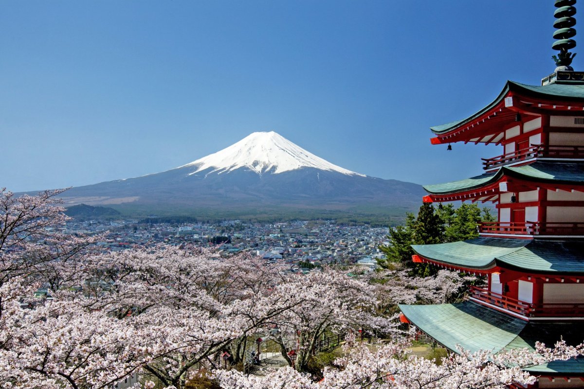 富士吉田市内の桜開花状況