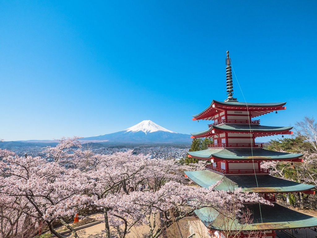 新倉山浅間公園　桜の開花期運営情報