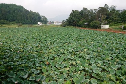 展望台から