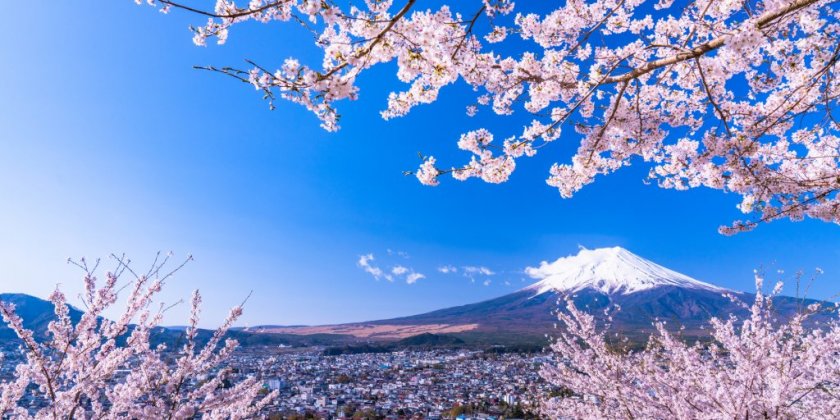 桜と富士山