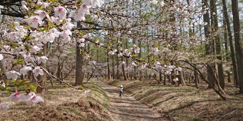 ふじざくら祭り