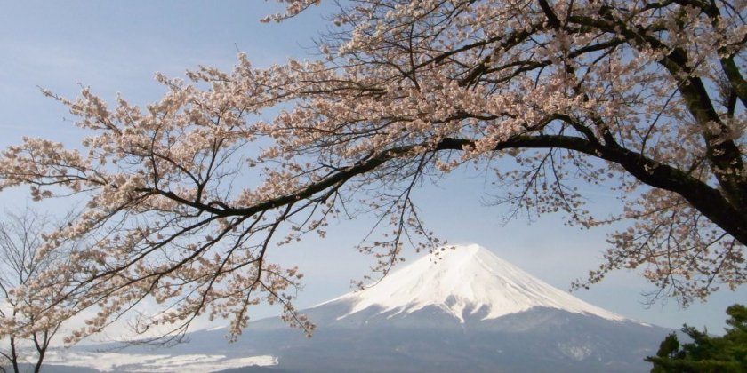 櫻花與富士山